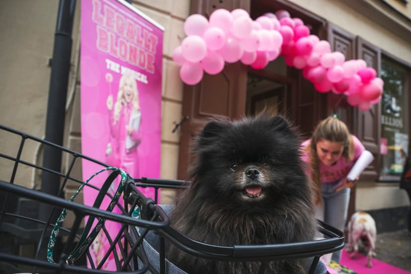 Audition för hundar till teateruppsättningen Legally Blonde