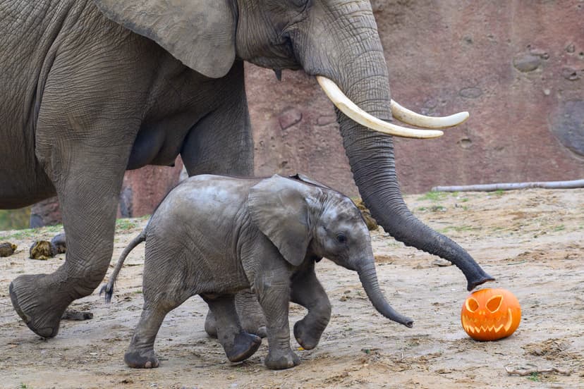 Halloween på zoo
