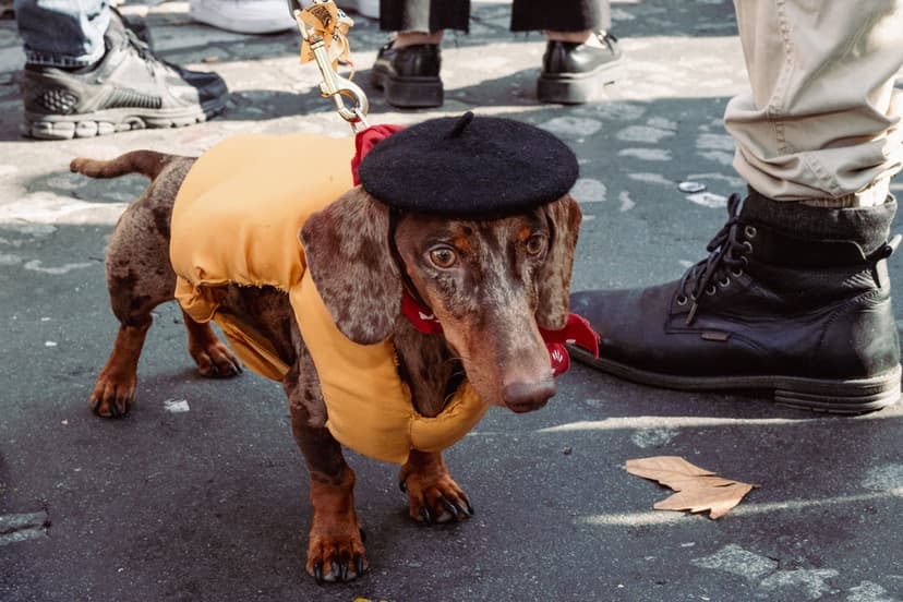 Tax-promenad i Paris
