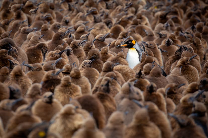 Pingviner