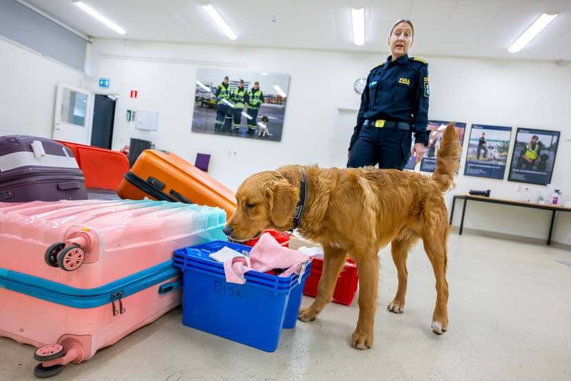 Hundskolans bästa elev: Energisk, lugn och jobbig