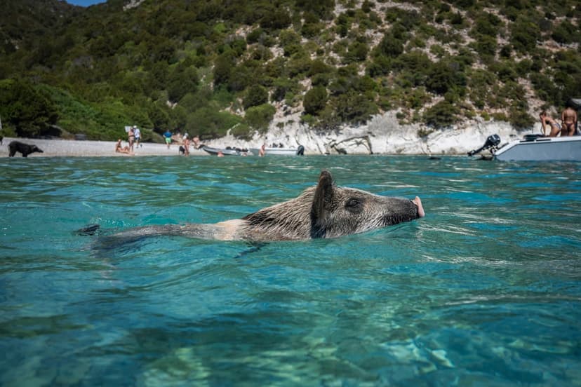 Grisar och turister samsas på ön Atokos