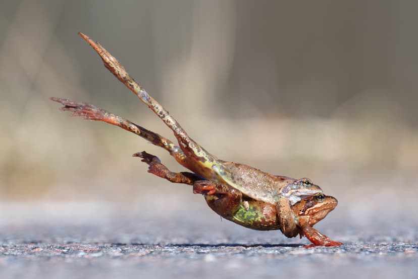 Grodhopp