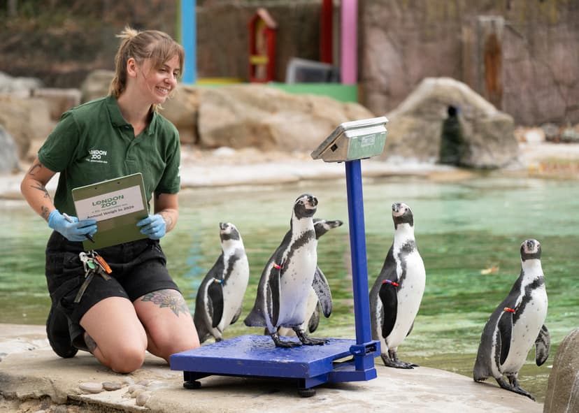 Invägning på London Zoo