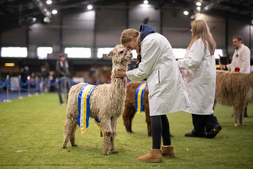Alpaca-utställning
