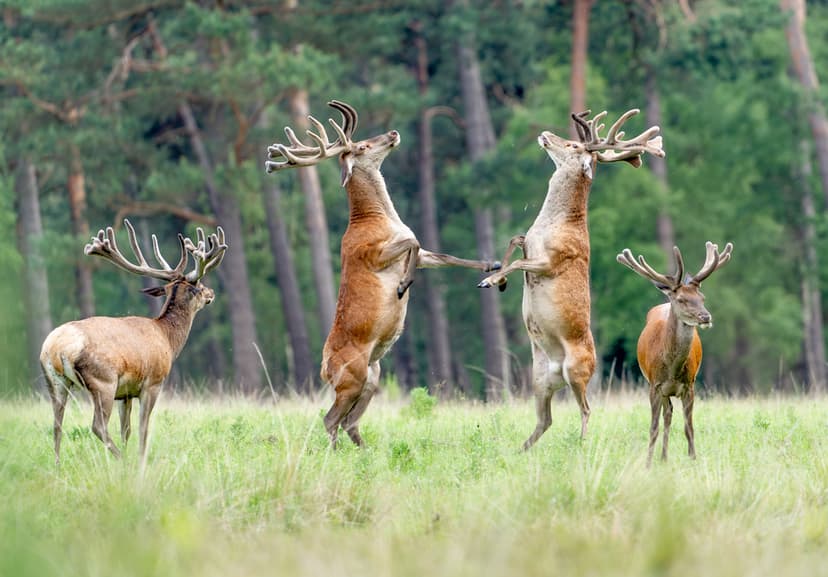 Rådjursdans