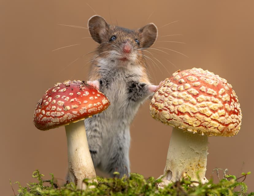 Söta skogsmöss