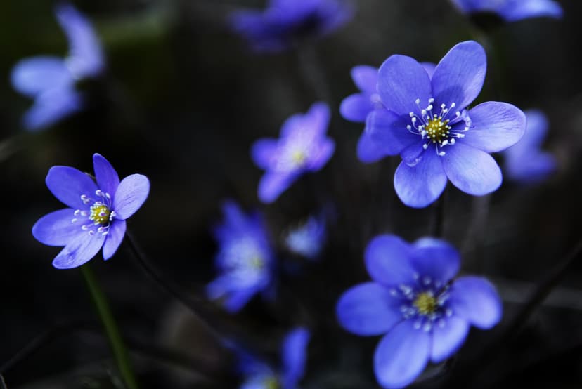 Vårblommor