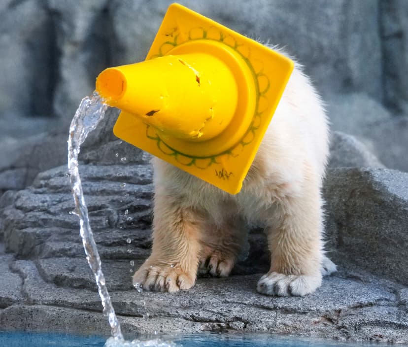 Isbjörn på lekhumör