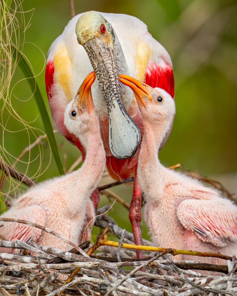 Rosenskedstork