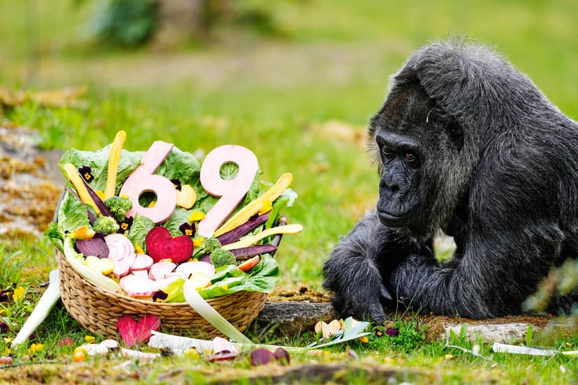 Fatou fyller 69 år