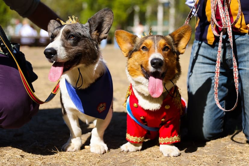 Corgiparad till drottning Elizabeths minne